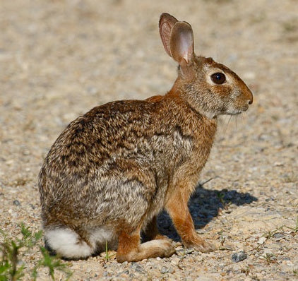 TT Badass Bunny