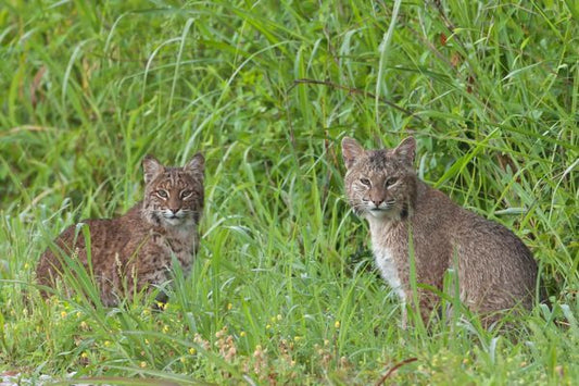 TT 1-900-BOBCAT