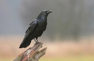 TT Single Raven
