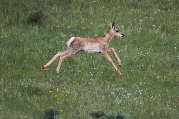 TT Antelope Fawn 2