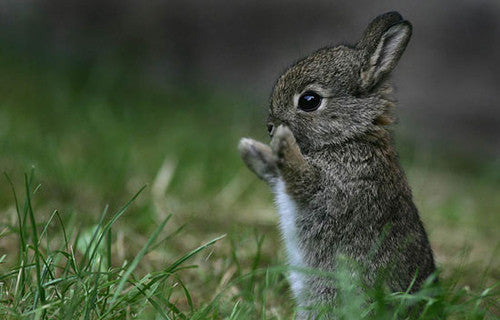TT Baby Cottontail