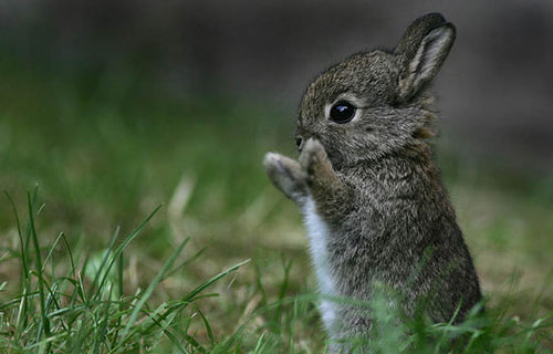 TT Young Cottontail