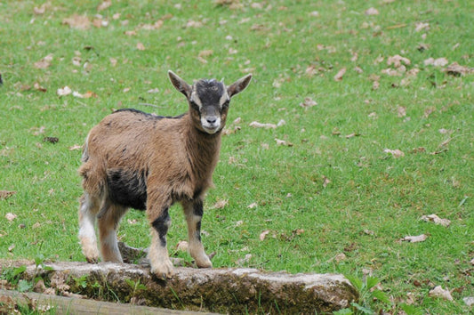 TT Baby Goat 1