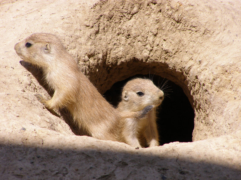 TT Baby Prairie Dog