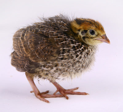 TT Baby Quail 1