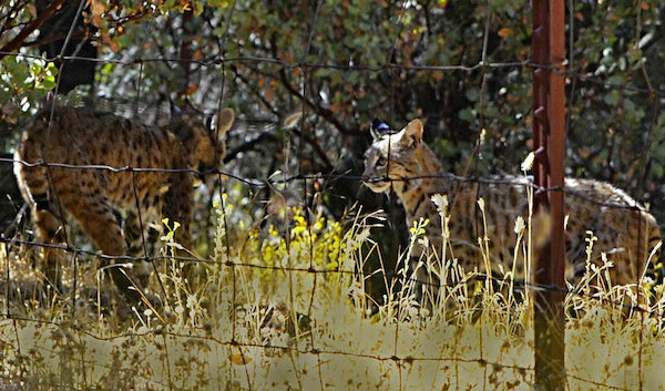 TT Pissed Bobcat