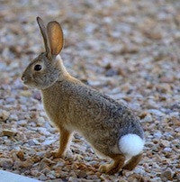 TT Cowtip Cottontail