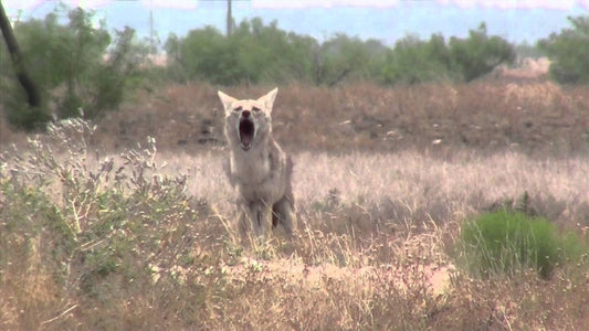 TT Coyote Pups Group