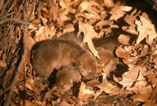 TT Coyote Pup Screams