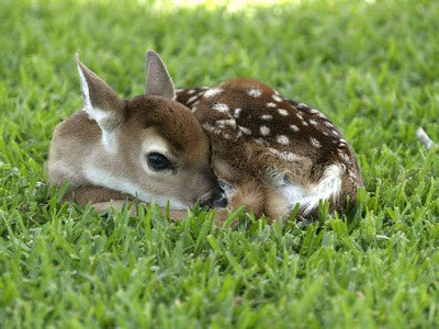 TT Fawn Frenzy