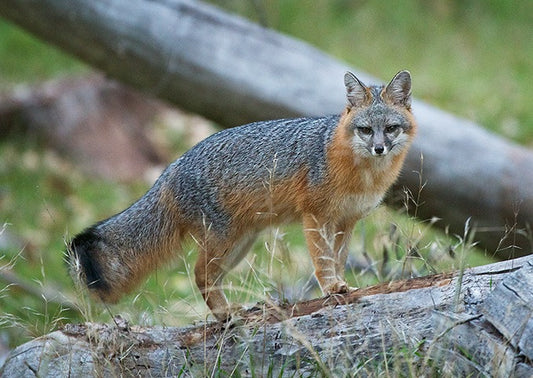 TT Grey Fox Growl