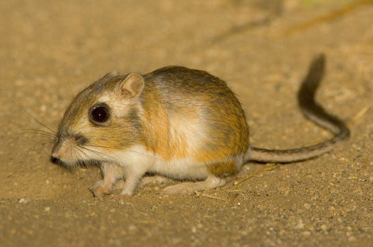 TT Krazy Kangaroo Rat