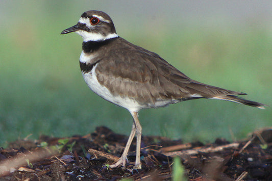 TT Killdeer Cries