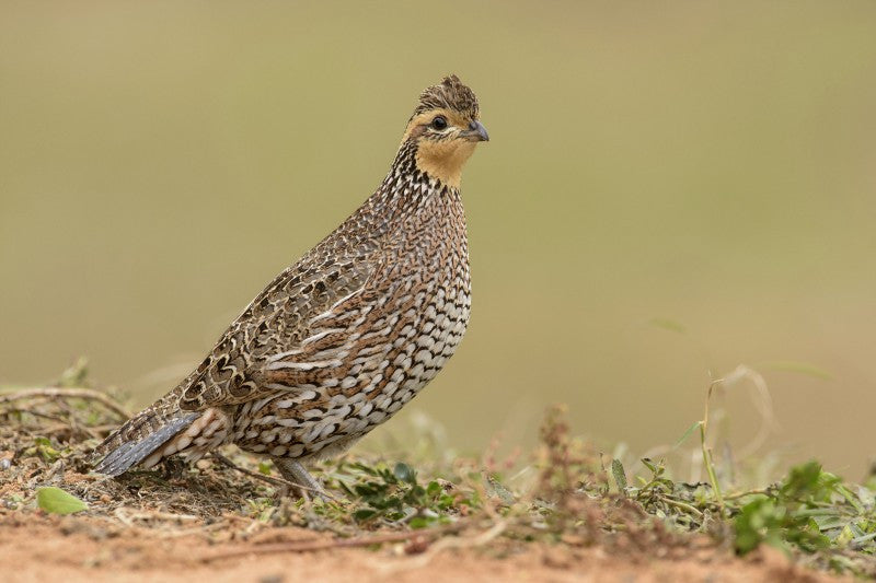 TT Hen Quail